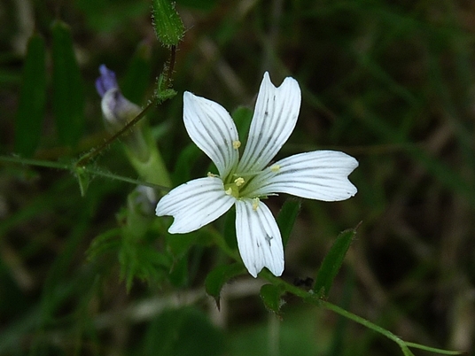 {Mononeuria patula}